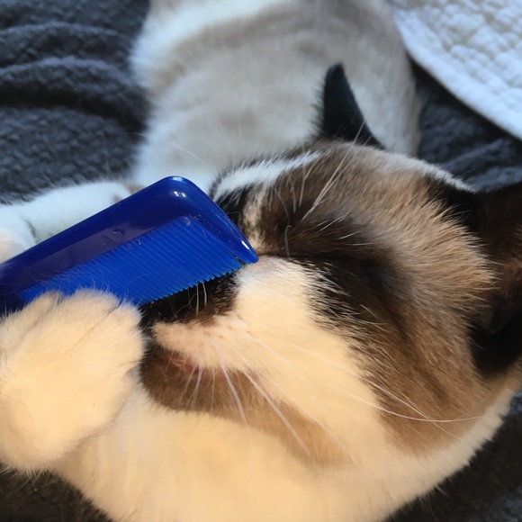 Timber's Styling Tip #1 - Take Fashion By The Paws - Picture 4 of 5